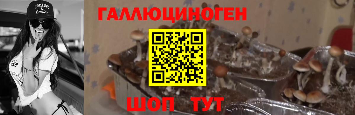 Псилоцибиновые грибы MAGIC MUSHROOMS  Псилоцибиновые грибы Cubensis  Вход с VPN  Ногинск 